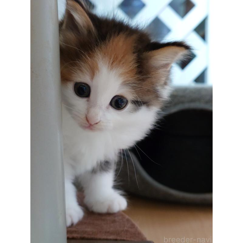 販売中の滋賀県のノルウェージャンフォレストキャット-134938の5枚目