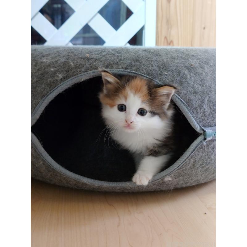 販売中の滋賀県のノルウェージャンフォレストキャット-134938の4枚目