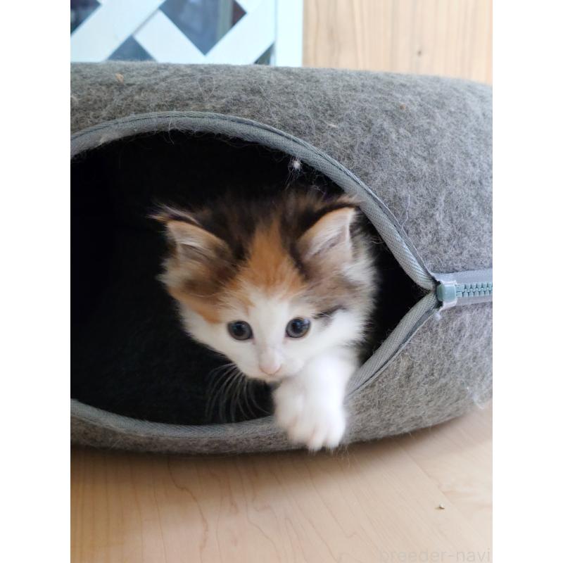 販売中の滋賀県のノルウェージャンフォレストキャット-134938の3枚目