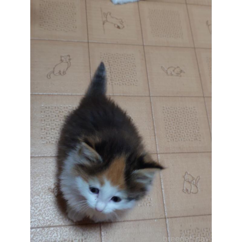 販売中の滋賀県のノルウェージャンフォレストキャット-134938の2枚目