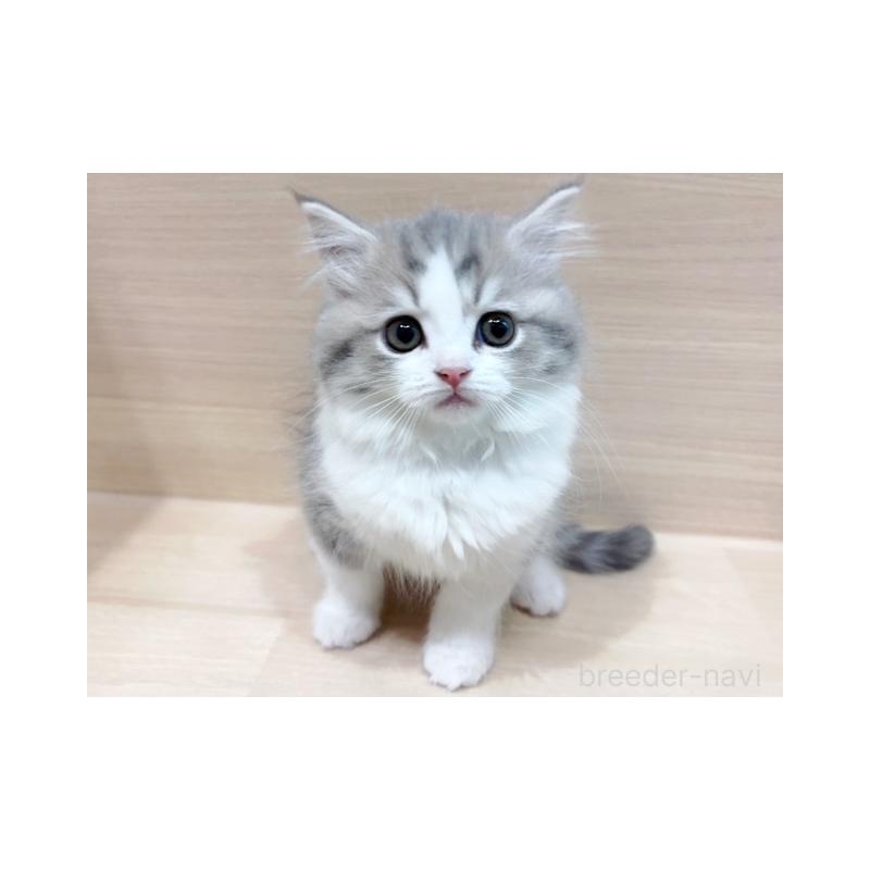 販売中ののラガマフィン-134940