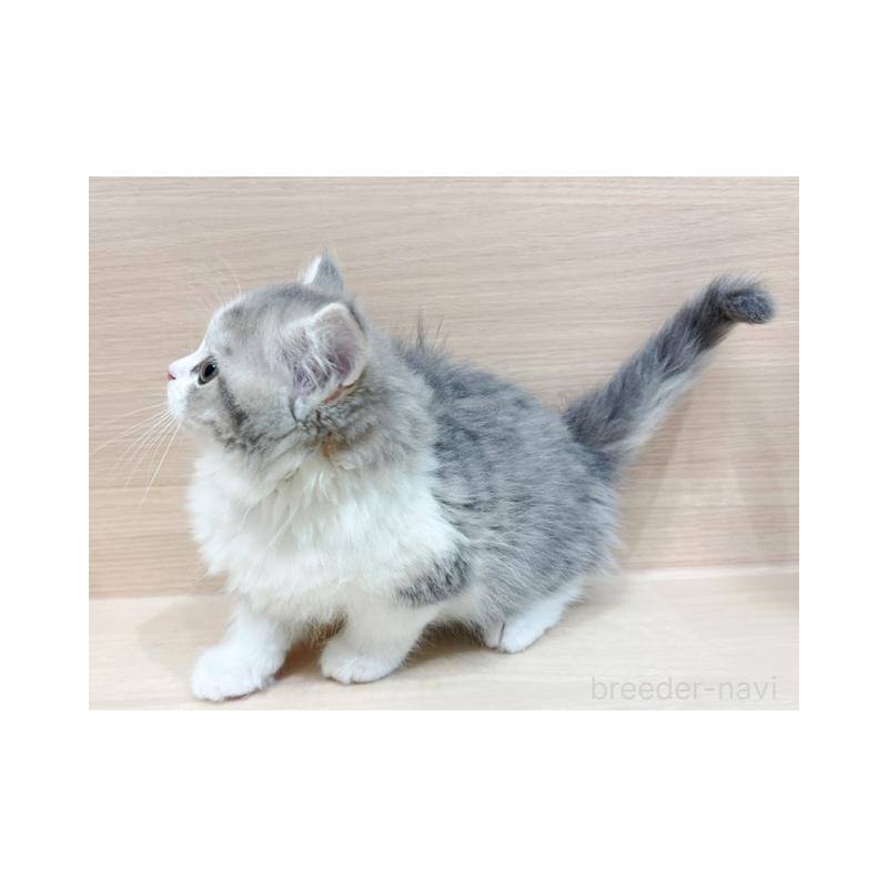 販売中の東京都のラガマフィン-134940の5枚目