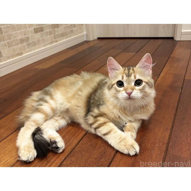 販売中の徳島県のサイベリアン-130409の8枚目