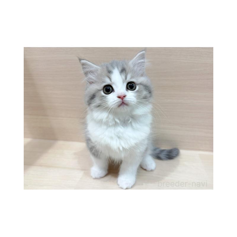 販売中の東京都のラガマフィン-134940の4枚目