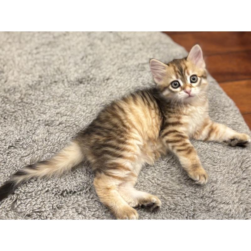 販売中の徳島県のサイベリアン-133802の7枚目