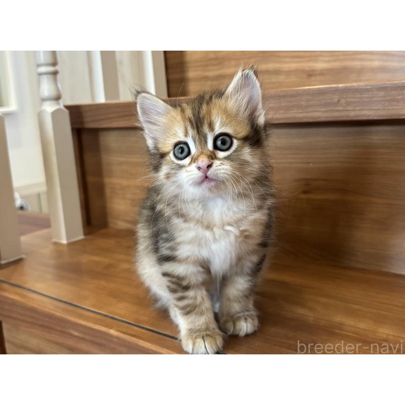 販売中の徳島県のサイベリアン-133802の6枚目