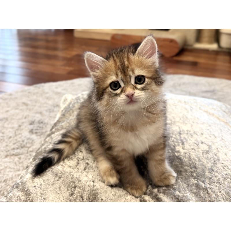 販売中の徳島県のサイベリアン-133805の7枚目