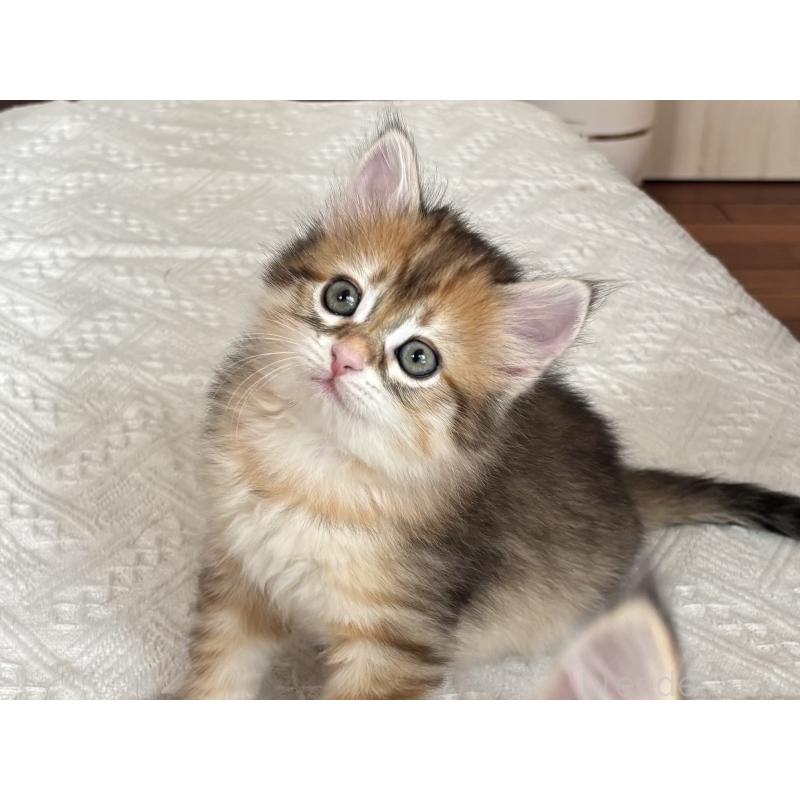 販売中の徳島県のサイベリアン-133805の6枚目