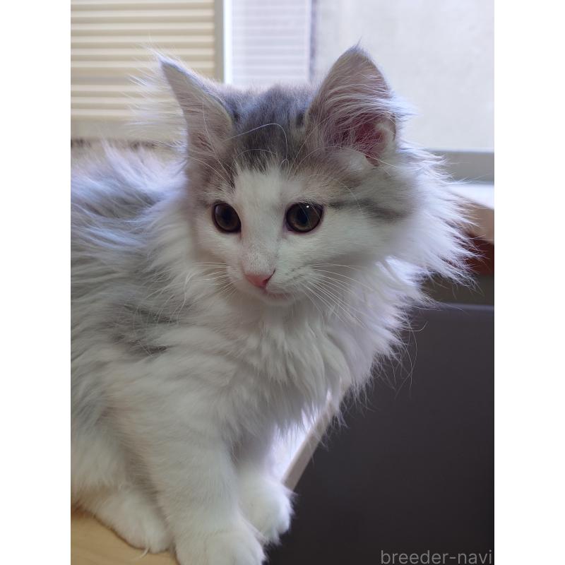 商談中の滋賀県のノルウェージャンフォレストキャット-134941の4枚目