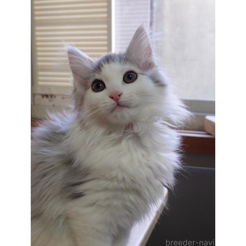 商談中の滋賀県のノルウェージャンフォレストキャット-134941の3枚目