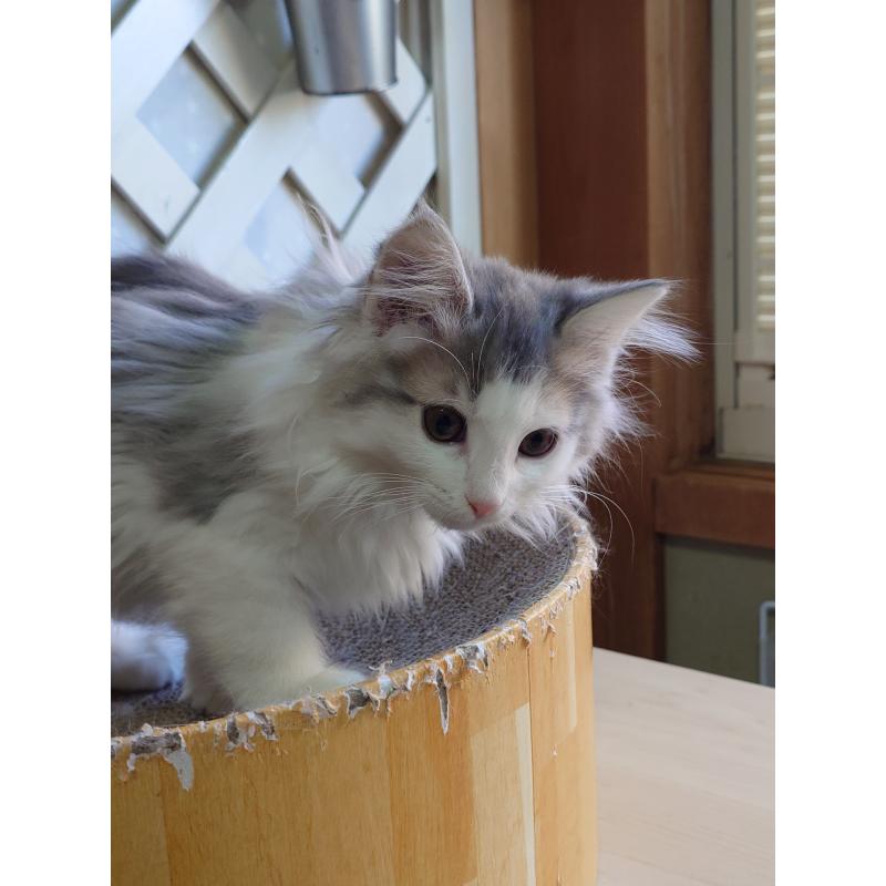 商談中の滋賀県のノルウェージャンフォレストキャット-134941の2枚目