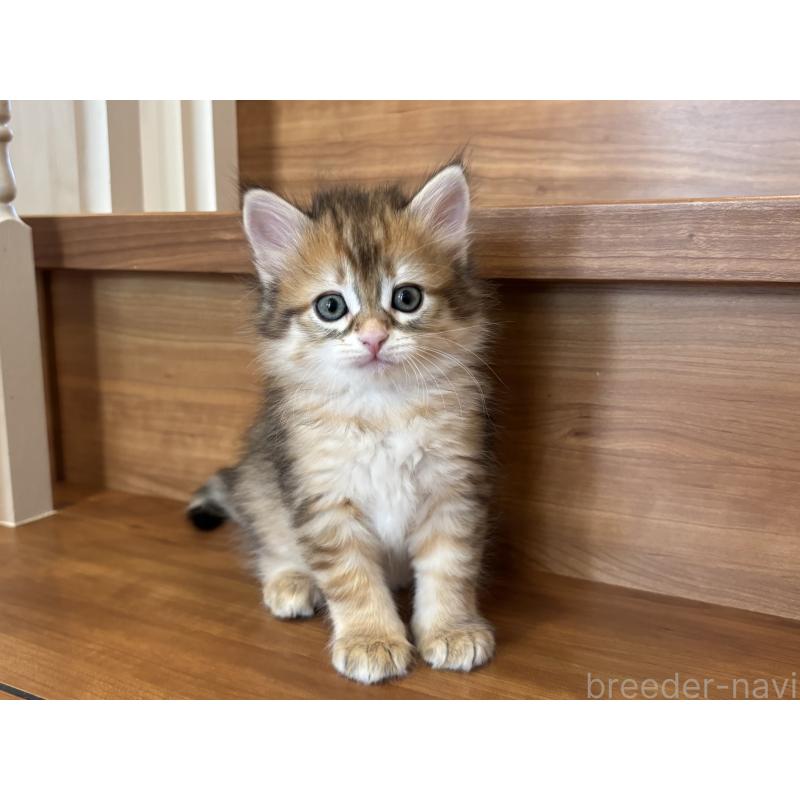 販売中の徳島県のサイベリアン-133805の5枚目