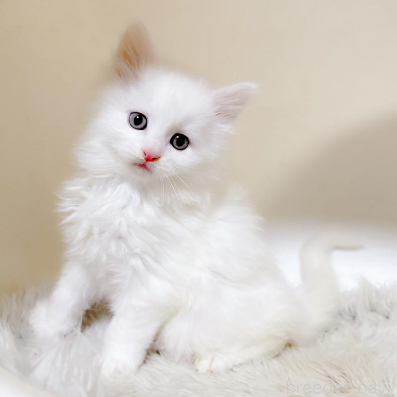 販売中の福岡県のメインクーン-134942の1枚目