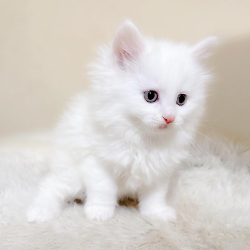 販売中の福岡県のメインクーン-134942の4枚目