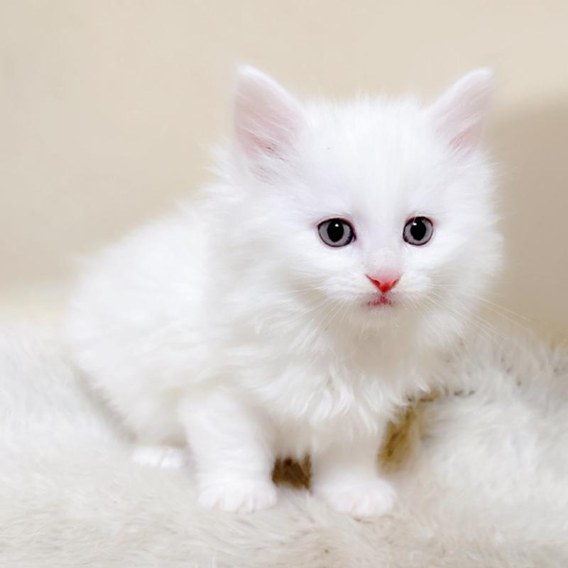 販売中の福岡県のメインクーン-134942の3枚目