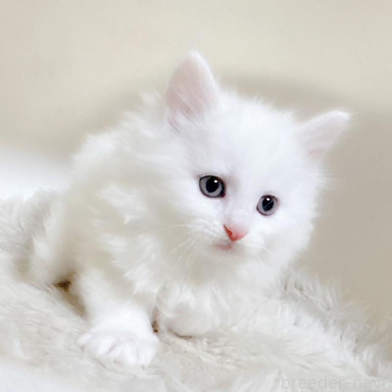 販売中の福岡県のメインクーン-134942の2枚目