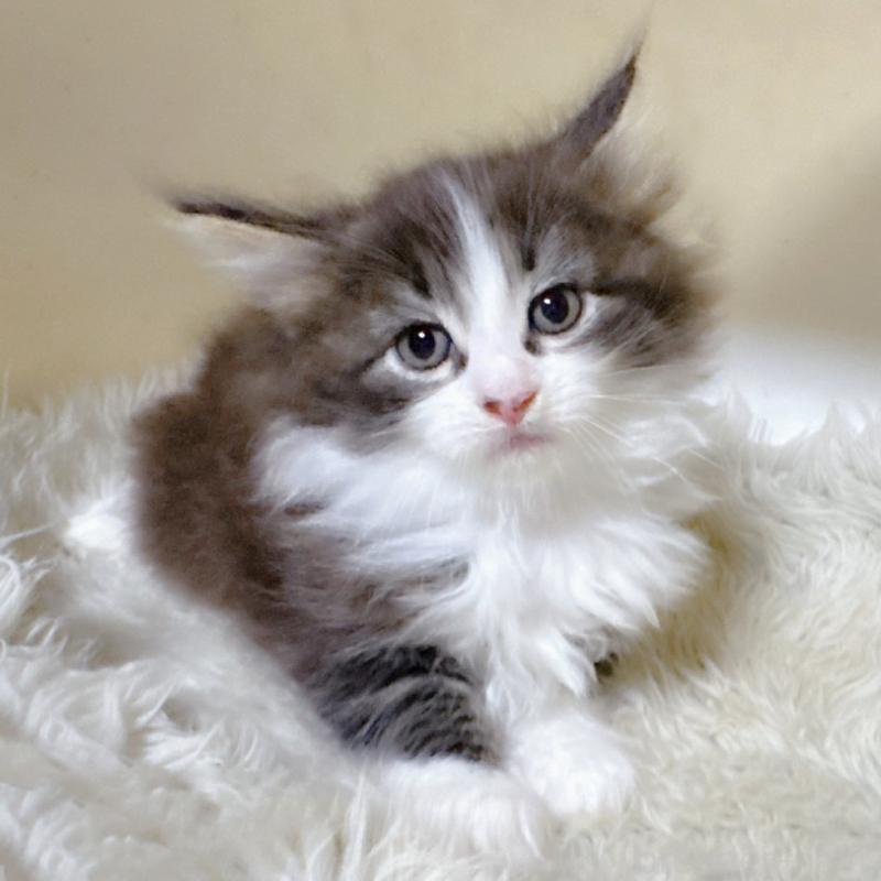 販売中の福岡県のメインクーン-134943