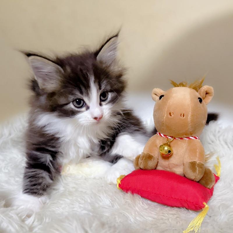 販売中の福岡県のメインクーン-134943の6枚目