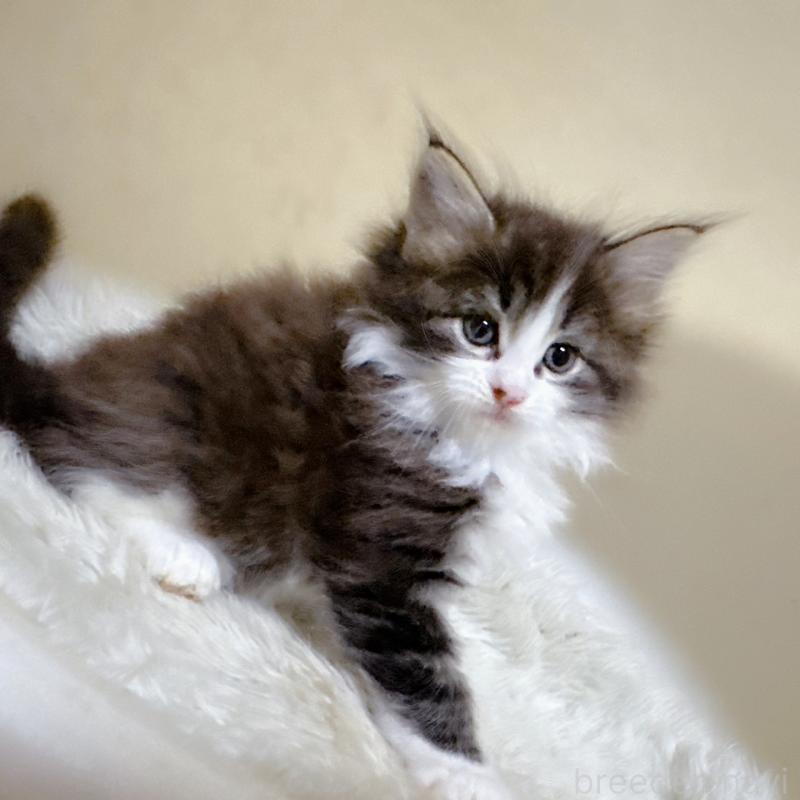 販売中の福岡県のメインクーン-134943の5枚目