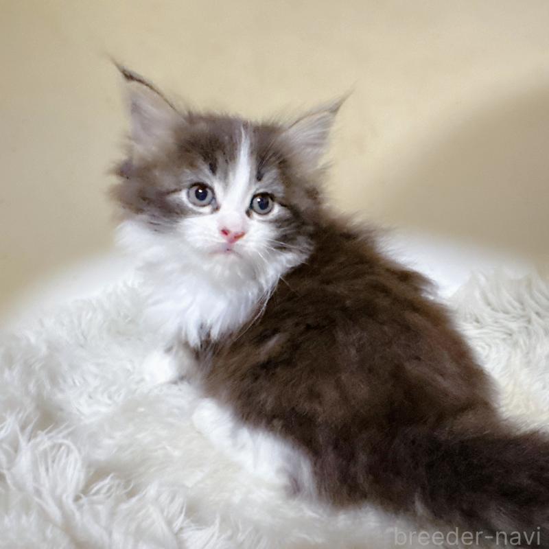 販売中の福岡県のメインクーン-134943の4枚目