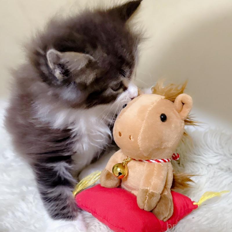 販売中の福岡県のメインクーン-134943の3枚目