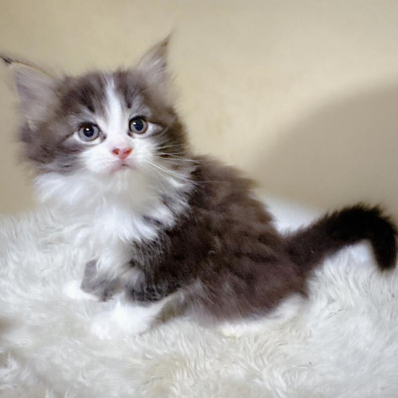 販売中の福岡県のメインクーン-134943の2枚目