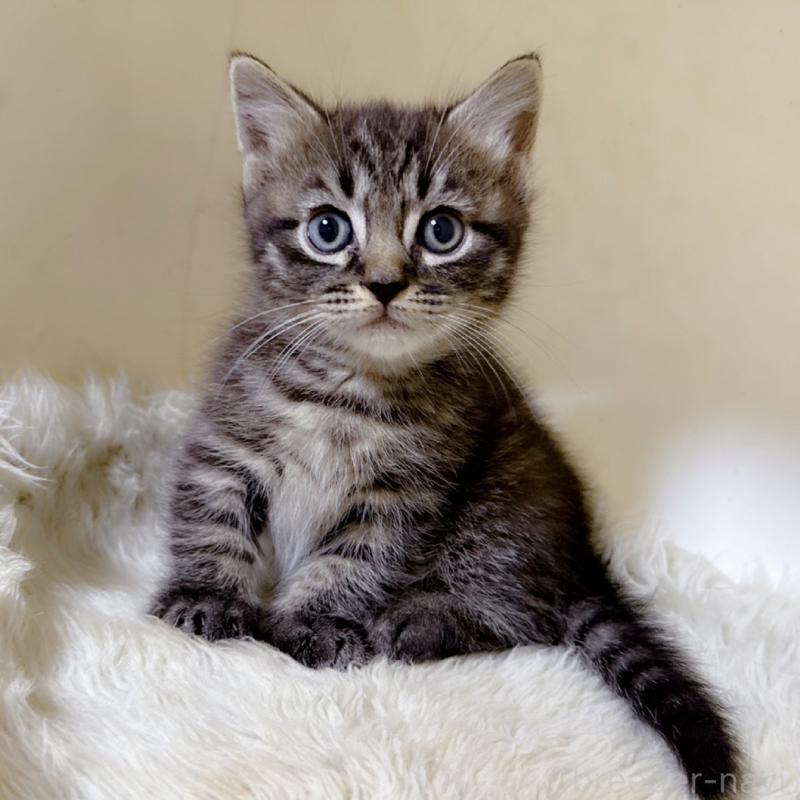 販売中の福岡県のマンチカン(短足)-134944