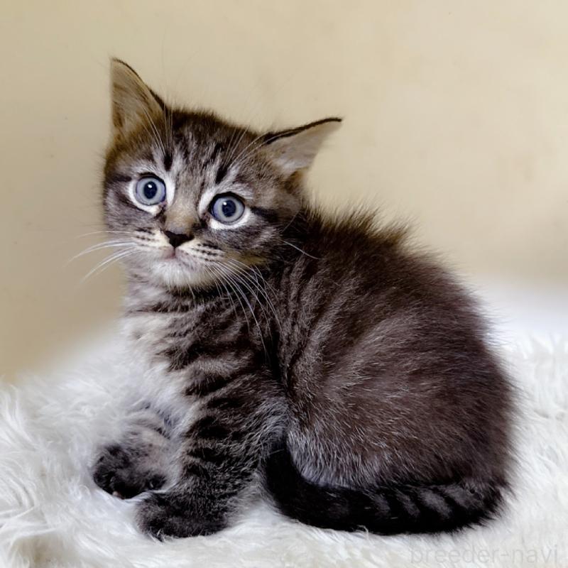 販売中の福岡県のマンチカン(短足)-134944の6枚目