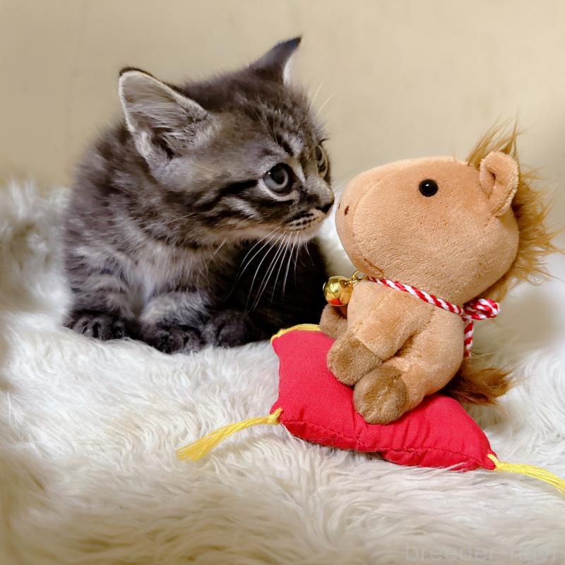 販売中の福岡県のマンチカン(短足)-134944の5枚目