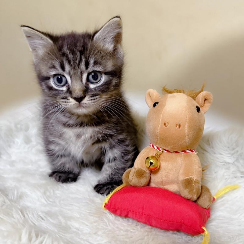 販売中の福岡県のマンチカン(短足)-134944の4枚目