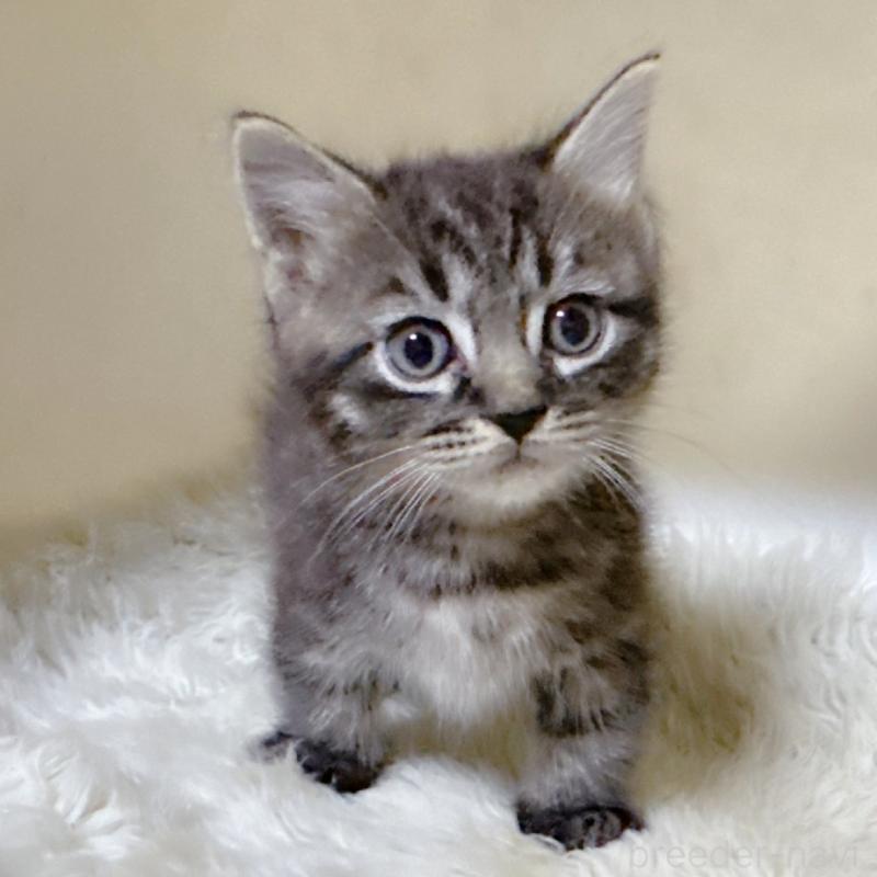 販売中の福岡県のマンチカン(短足)-134944の3枚目