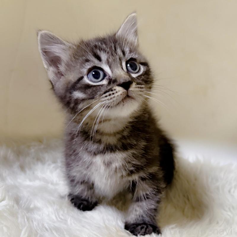 販売中の福岡県のマンチカン(短足)-134944の2枚目