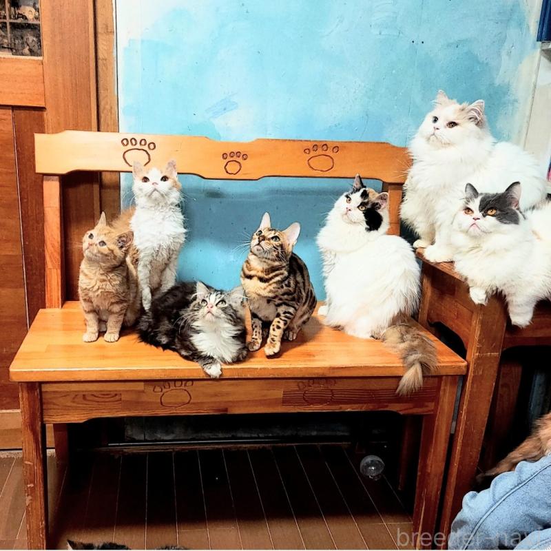 販売中の千葉県のミヌエット-132860の3枚目