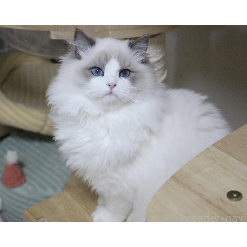 成約済の山梨県のラグドール-128444の2枚目