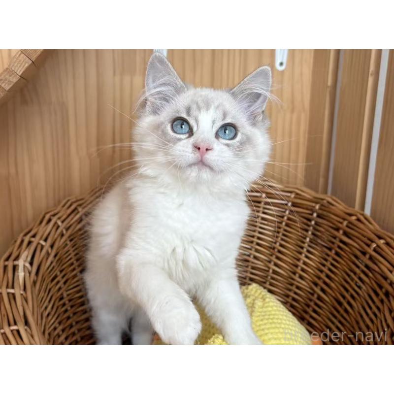 販売中の山梨県のラグドール-131658の10枚目