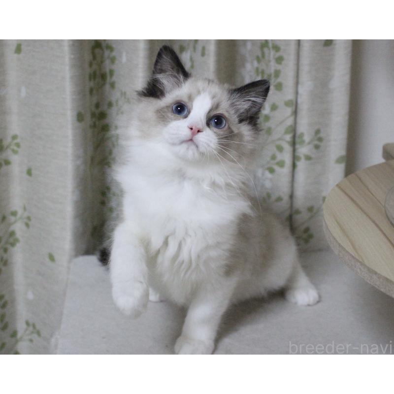 成約済の山梨県のラグドール-131707の15枚目