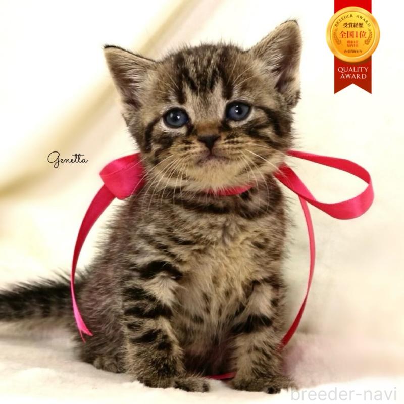 販売中の栃木県のジェネッタ-134945