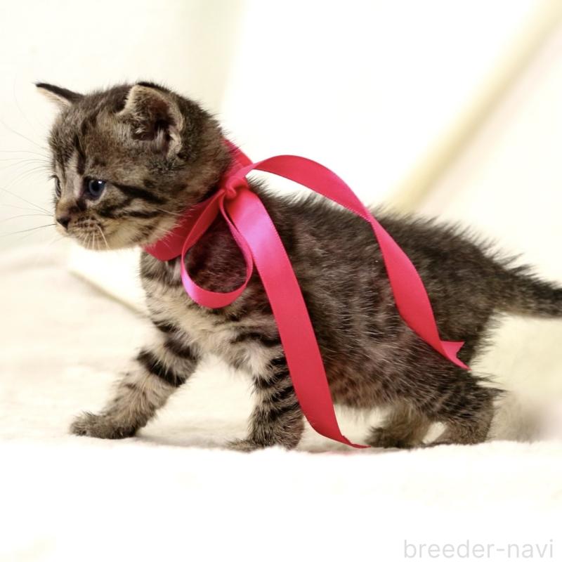 販売中の栃木県のジェネッタ-134945の10枚目