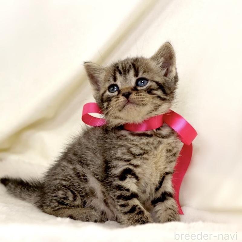 販売中の栃木県のジェネッタ-134945の9枚目