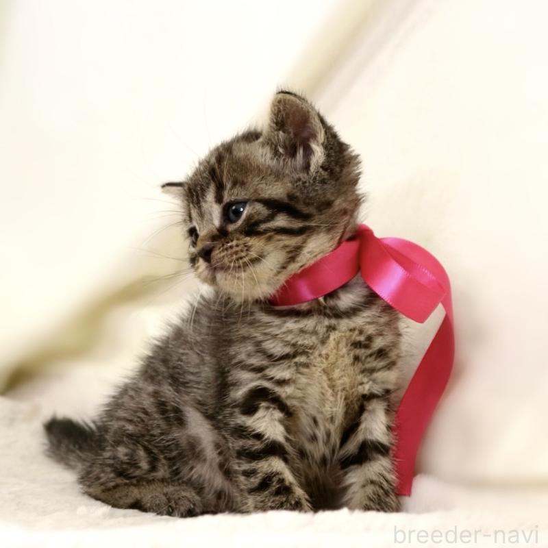 販売中の栃木県のジェネッタ-134945の8枚目