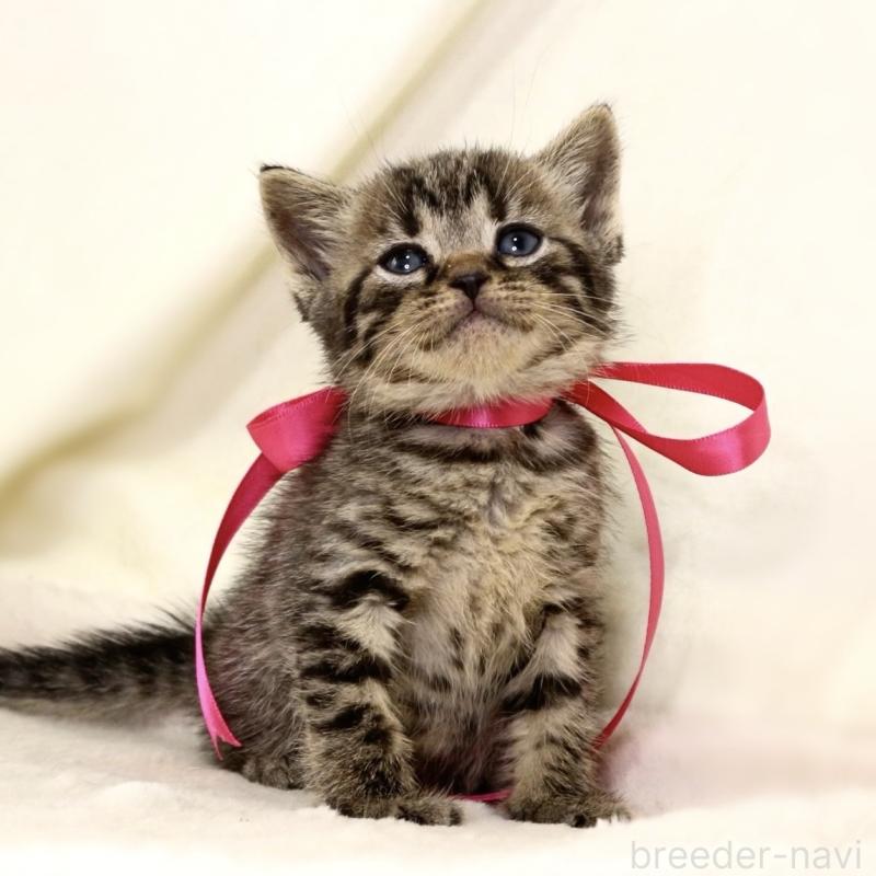 販売中の栃木県のジェネッタ-134945の7枚目