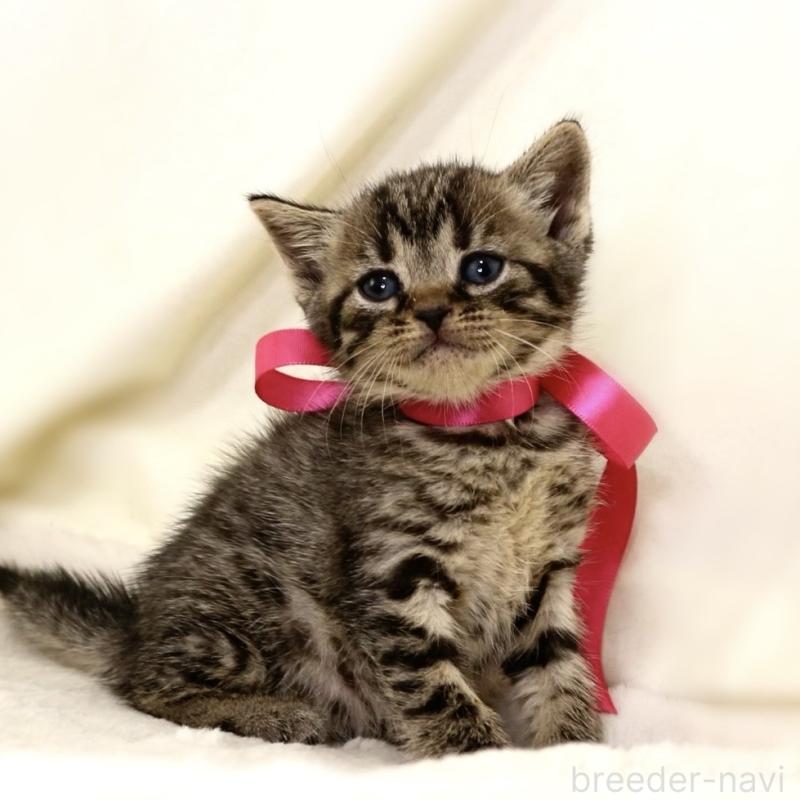 販売中の栃木県のジェネッタ-134945の5枚目