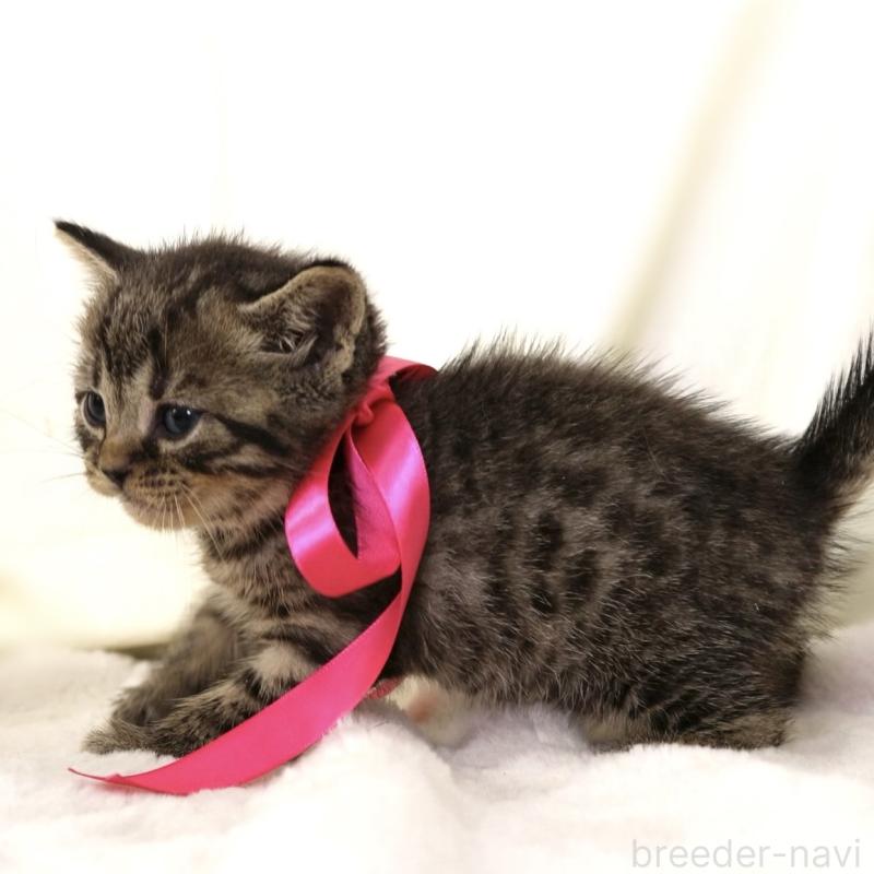 販売中の栃木県のジェネッタ-134945の4枚目