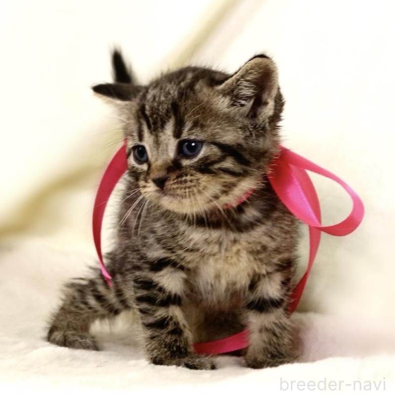 販売中の栃木県のジェネッタ-134945の3枚目