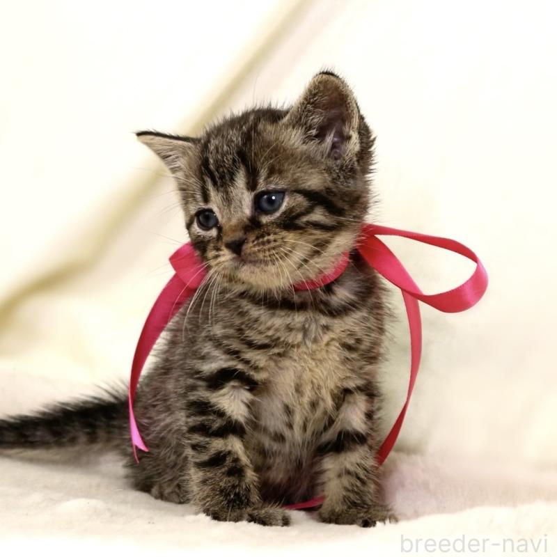 販売中の栃木県のジェネッタ-134945の2枚目