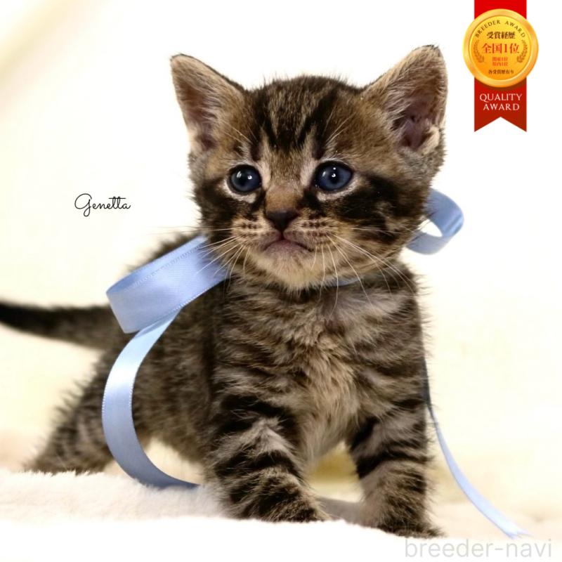 販売中の栃木県のジェネッタ-134946