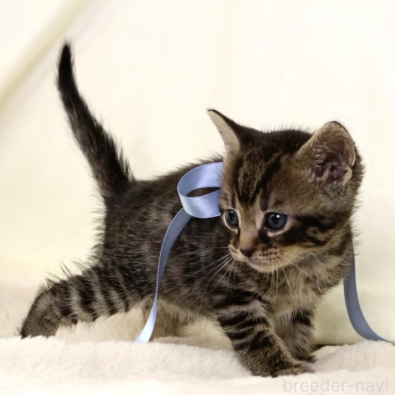 販売中の栃木県のジェネッタ-134946の9枚目