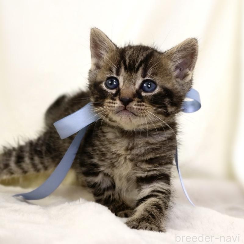 販売中の栃木県のジェネッタ-134946の8枚目