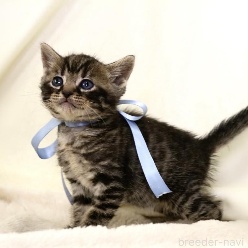 販売中の栃木県のジェネッタ-134946の7枚目