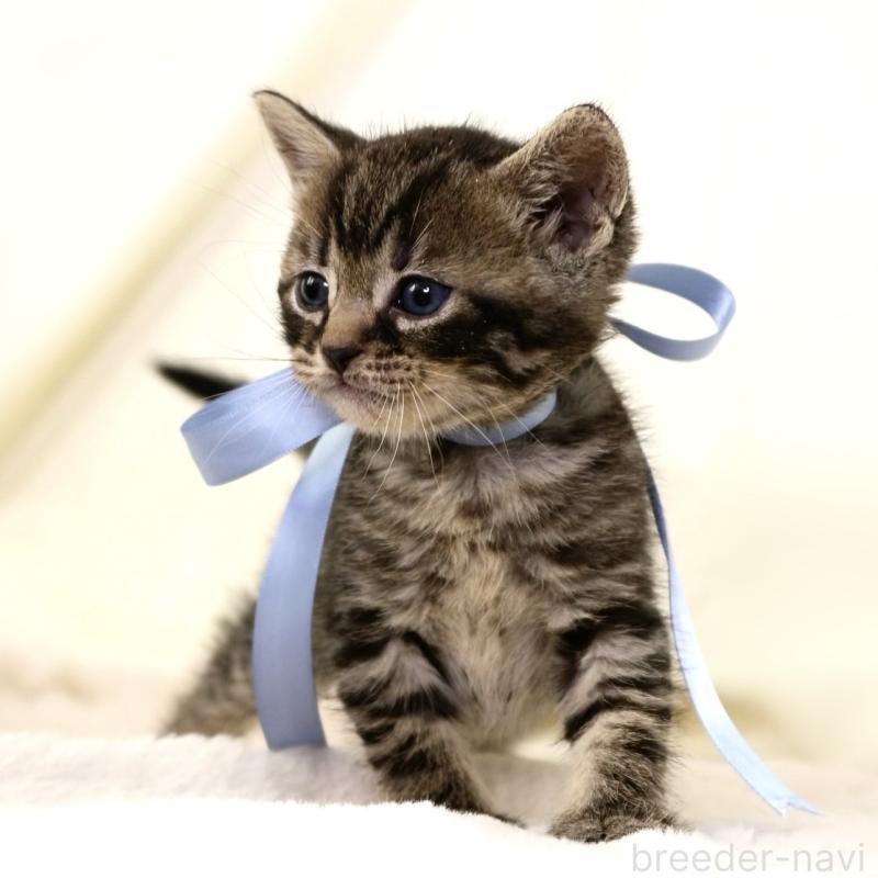 販売中の栃木県のジェネッタ-134946の6枚目